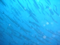 Barracuda Galore by Gerard Alfonso Dacles 
